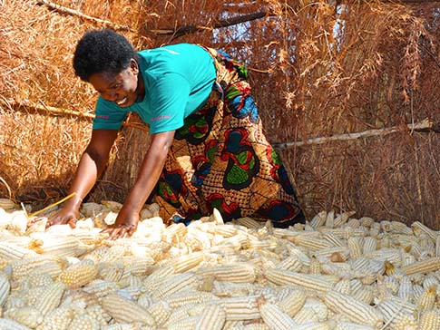 Climate-smart agriculture expert Annie with her maize harvest. Climate-smart agriculture expert Annie with her maize harvest.