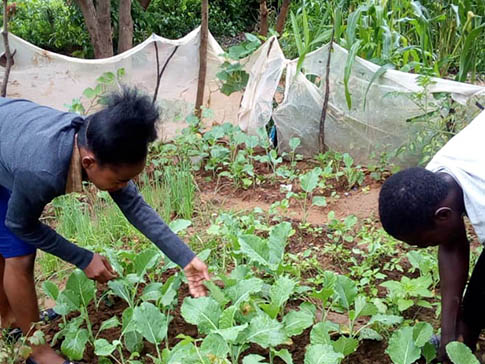 Winnie tending crops 