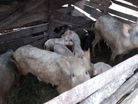 Luwiza runs a profitable piggery business