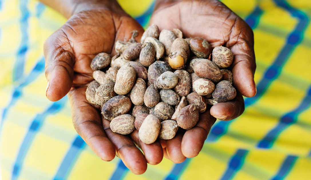 Shea nuts ready to go for processing
