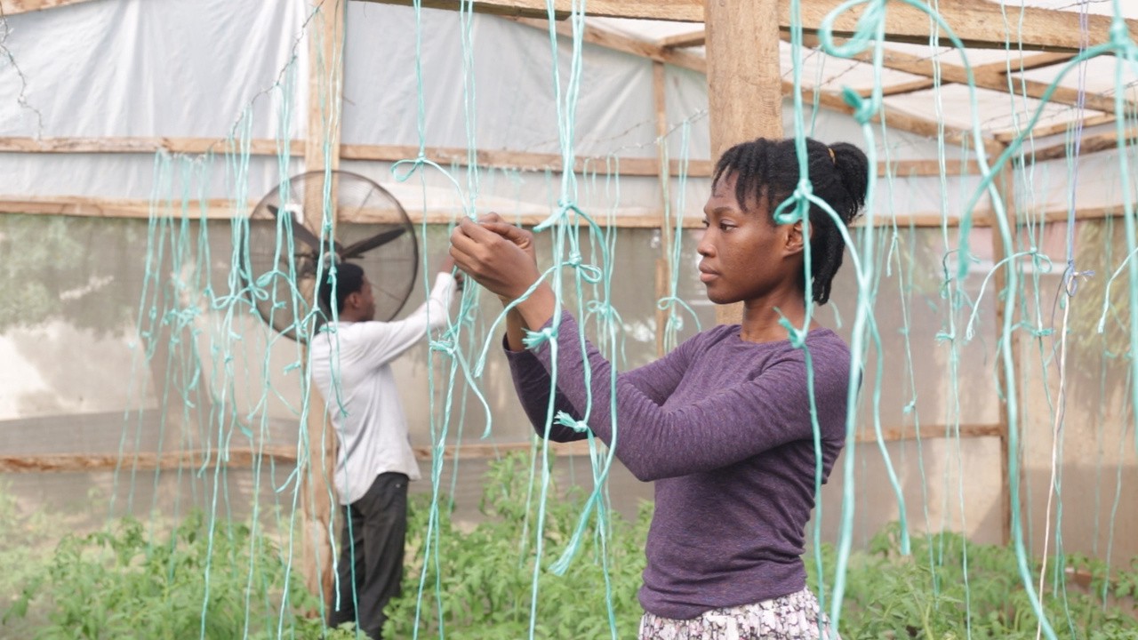 Cindy-Ateng-770006-CAMA-Greenhouse-Tech-Tamale-Metro-GH-Oct-2020-Jonathan-Kotei-MVI_3612.jpg