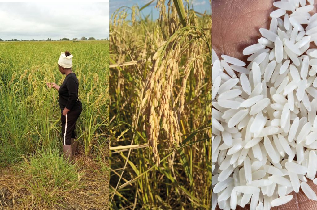 CAMFED Association member Rehema checking her rice